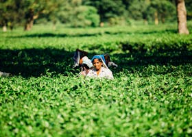 Indian women harvesting in lush green fields, showcasing rural agriculture and traditional farming practices.