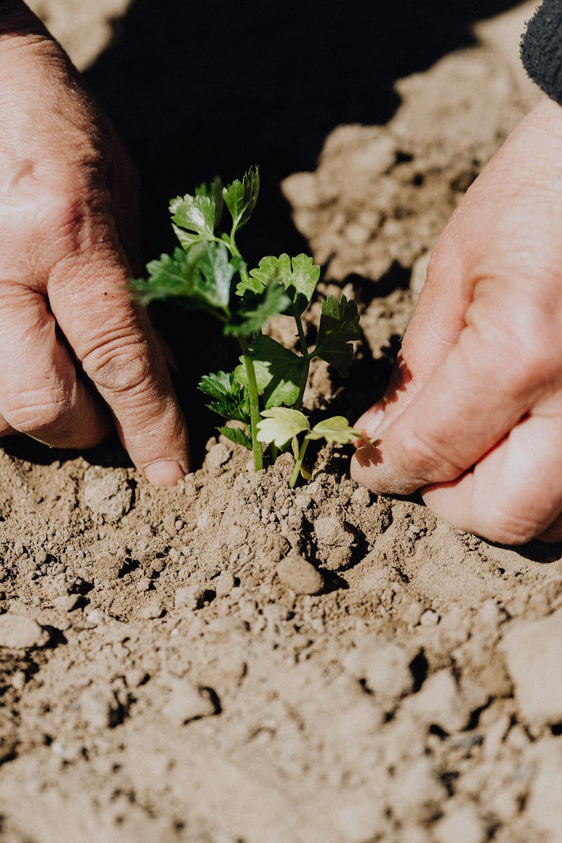 From above of crop faceless female gardener planting seedling during work in countryside